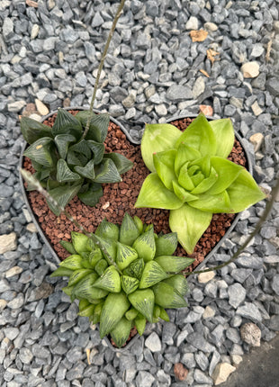 “Heart” Pot