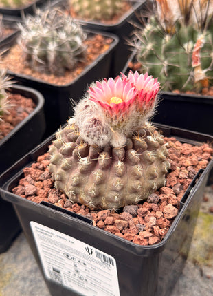 Neoporteria occulta var. tenebrica