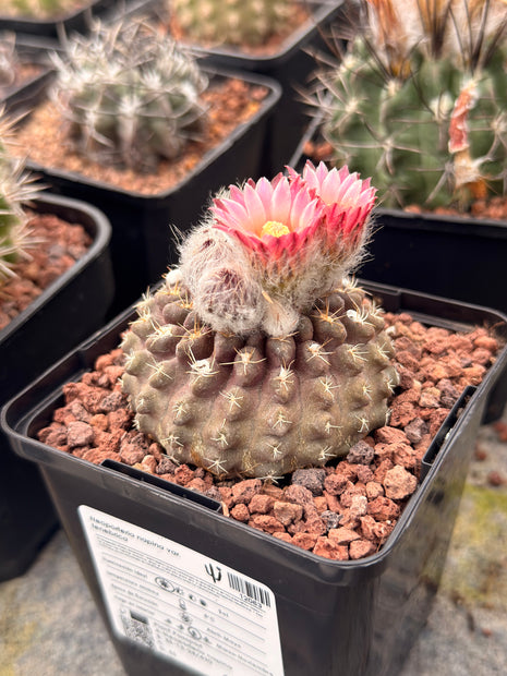 Neoporteria occulta var. tenebrica