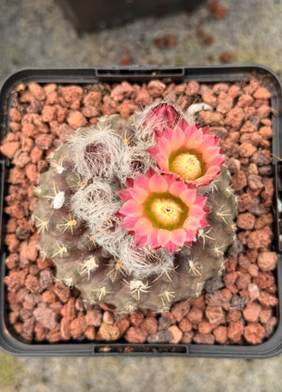 Neoporteria occulta var. tenebrica