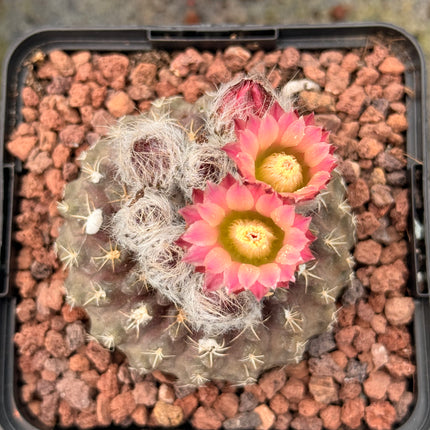 Neoporteria occulta var. tenebrica