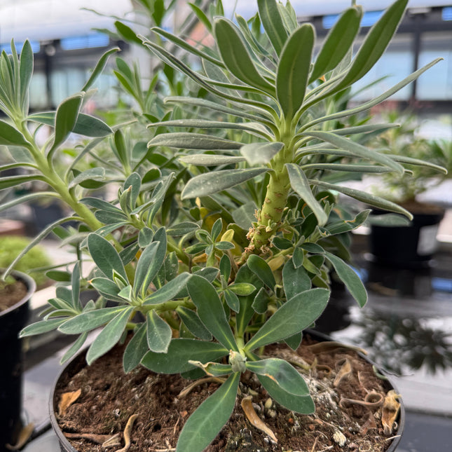 Euphorbia characias var. characias