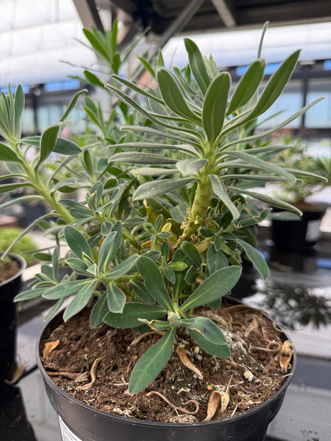 Euphorbia characias var. characias