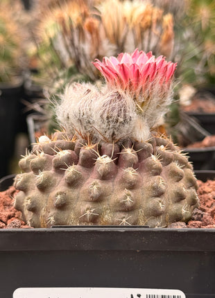 Neoporteria occulta var. tenebrica
