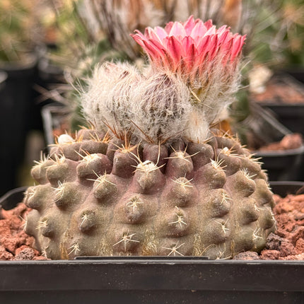 Neoporteria occulta var. tenebrica