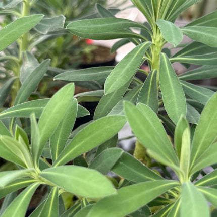 Euphorbia characias var. characias