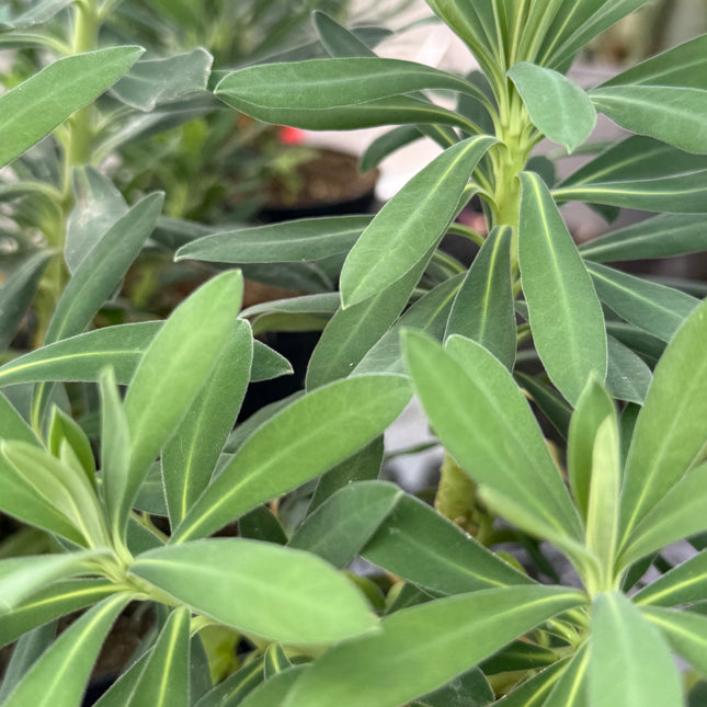 Euphorbia characias var. characias