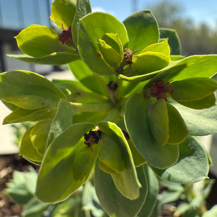 Euphorbia myrsinites