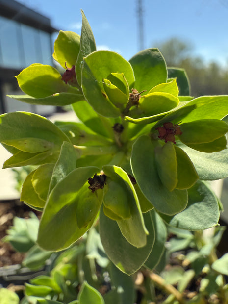 Euphorbia myrsinites