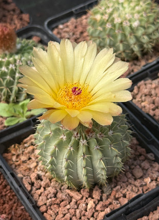 Notocactus buininguii