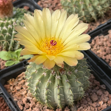 Notocactus buininguii