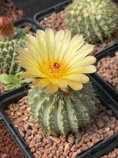 Notocactus buininguii