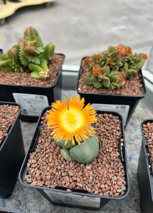 Pleiospilos nelii