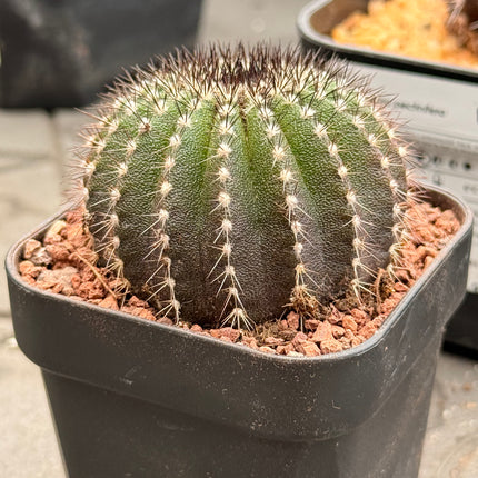 Uebelmannia pectinifera