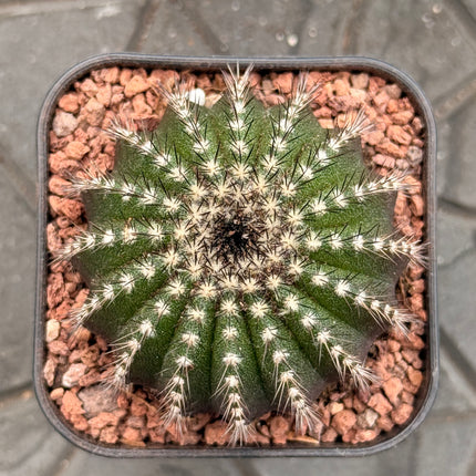 Uebelmannia pectinifera