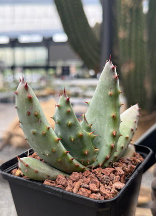 Aloe peglerae