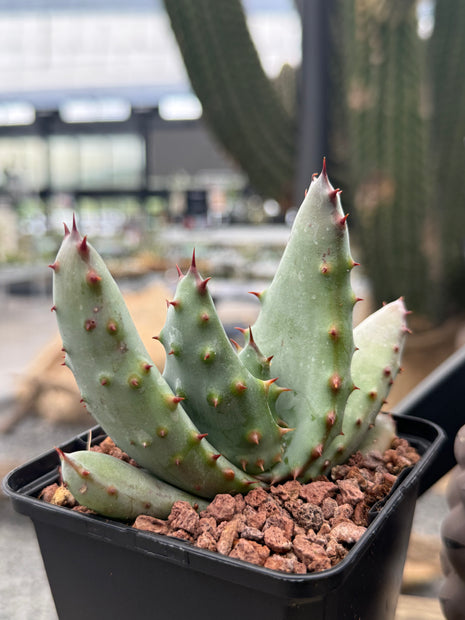 Aloe peglerae