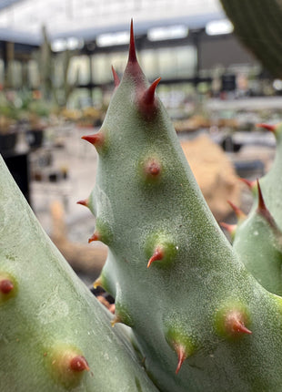 Aloe peglerae