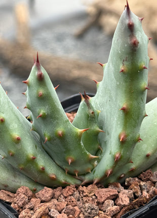 Aloe peglerae