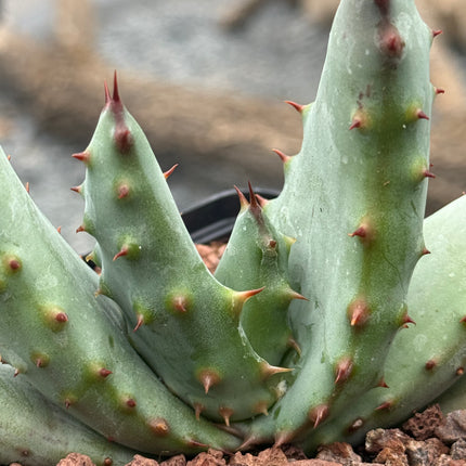 Aloe peglerae