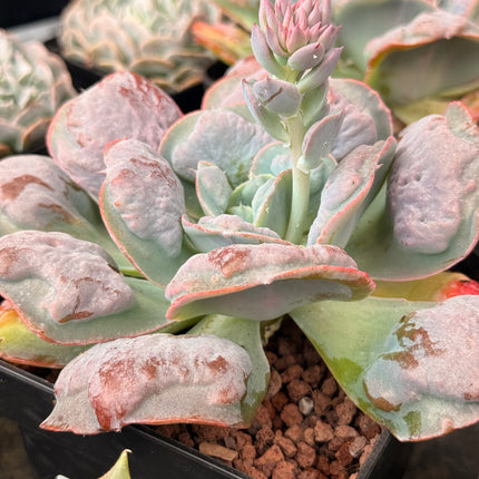 Echeveria ‘Etna’