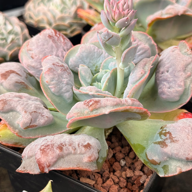 etna succulent Echeveria 'Etna' – DesertSTORE.es