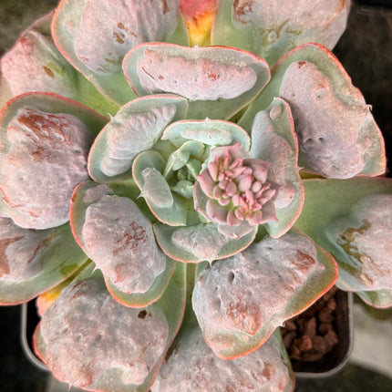 Echeveria ‘Etna’