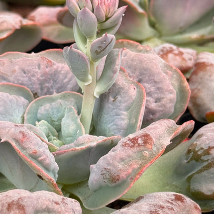Echeveria ‘Etna’