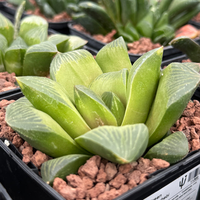 Haworthia 'Green Flame' by Onareuhebi