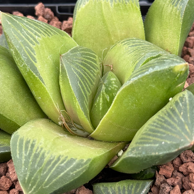 Haworthia 'Green Flame' by Onareuhebi