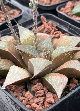 Haworthia ‘Bradgate’