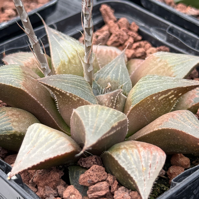 Haworthia ‘Bradgate’