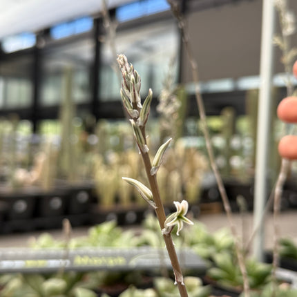 Haworthia ‘Bradgate’