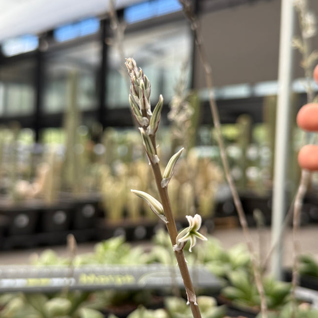 Haworthia ‘Bradgate’