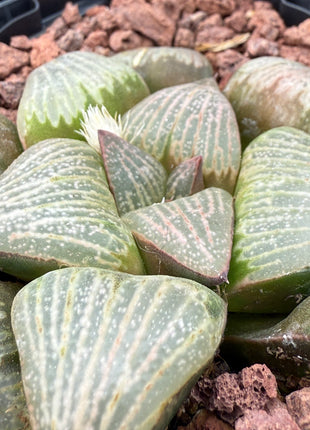 Haworthia retusa 'Beuknannii' (Hayasi) 3419 BA