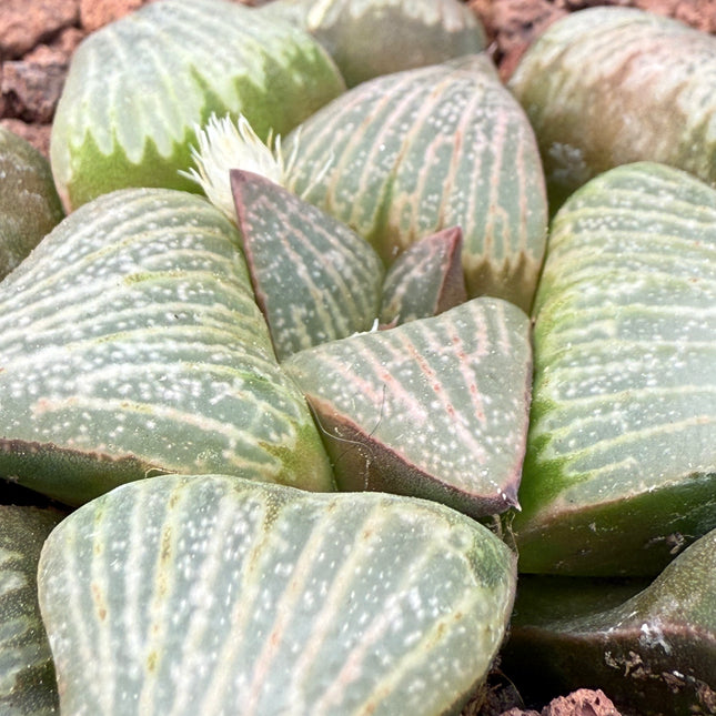 Haworthia retusa ‘Beuknannii’ (Hayasi) 3419 BA