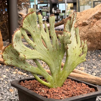 Kleinia anteuphorbium f. cristata