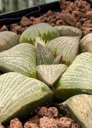 Haworthia retusa 'Beuknannii' (Hayasi) 3419 BA