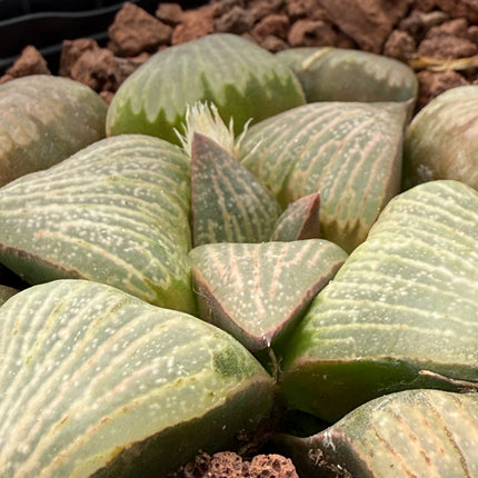 Haworthia retusa ‘Beuknannii’ (Hayasi) 3419 BA
