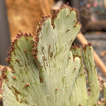 Kleinia anteuphorbium f. cristata