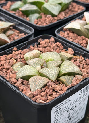 Haworthia retusa 'Beuknannii' (Hayasi) 3419 BA
