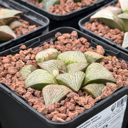 Haworthia retusa ‘Beuknannii’ (Hayasi) 3419 BA