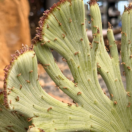 Kleinia anteuphorbium f. cristata
