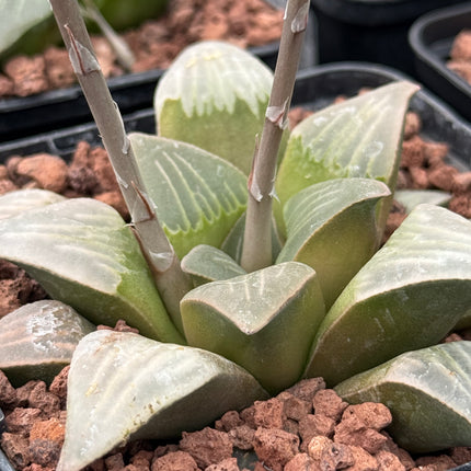 Haworthia retusa ‘Dekegani’ IB 10372