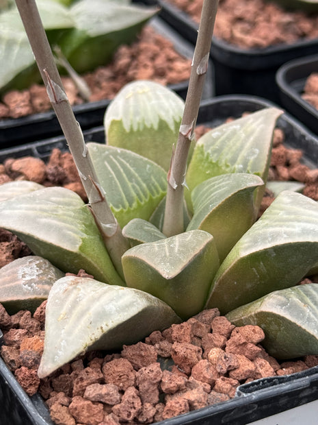 Haworthia retusa 'Dekegani' IB 10372
