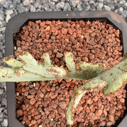 Kleinia anteuphorbium f. cristata