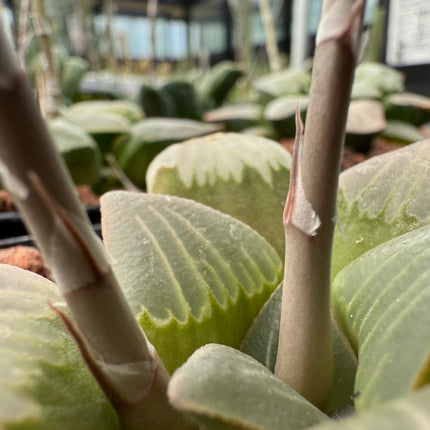 Haworthia retusa ‘Dekegani’ IB 10372