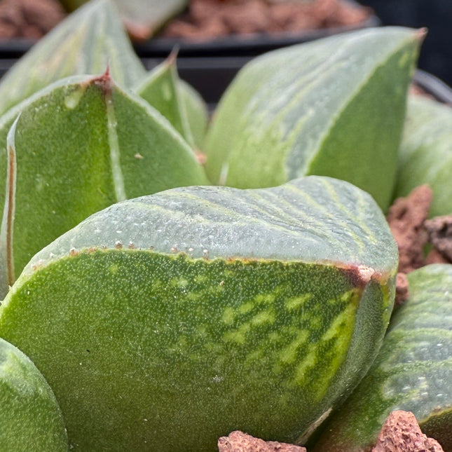 Haworthia ‘Cascade’