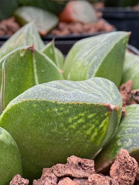 Haworthia 'Cascade'