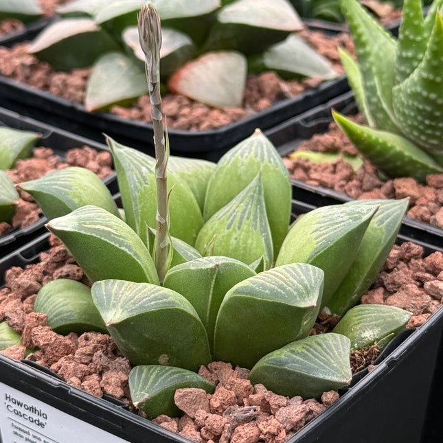 Haworthia ‘Cascade’